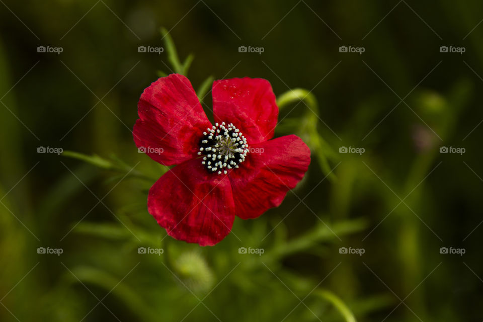 Red flower