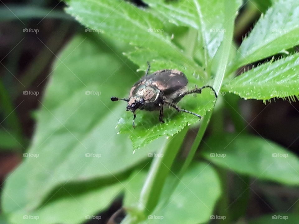 japanese beetle