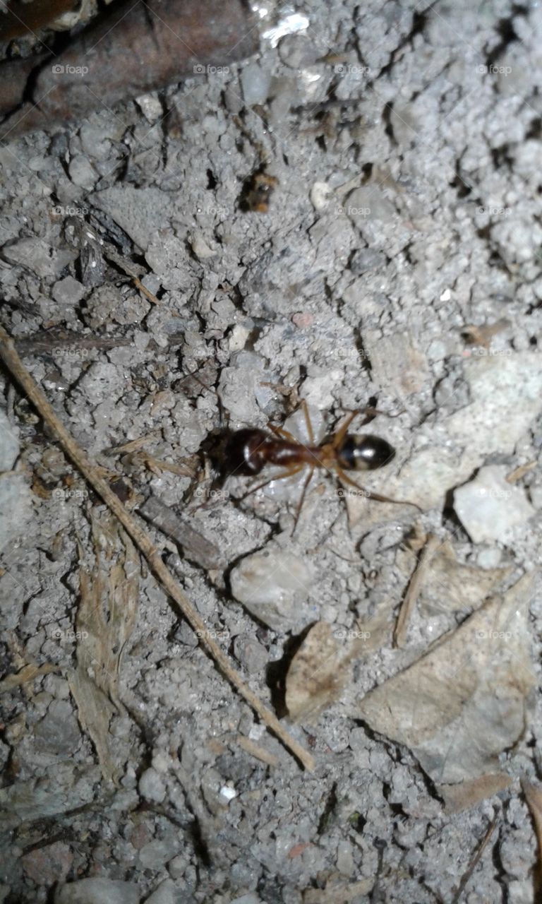 ant