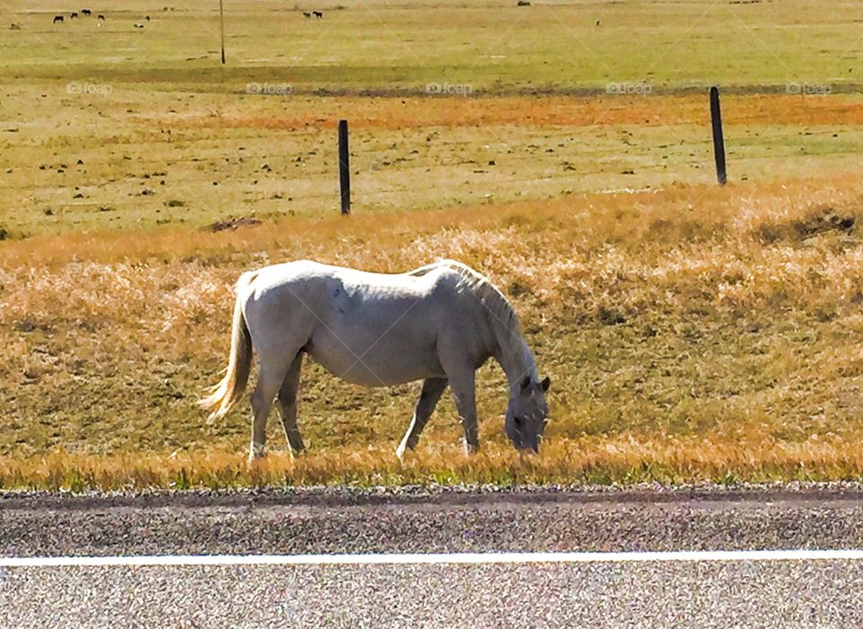 Beautiful white horse on the farmland 