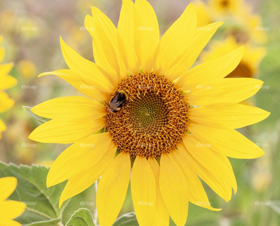 Sunflower and bee