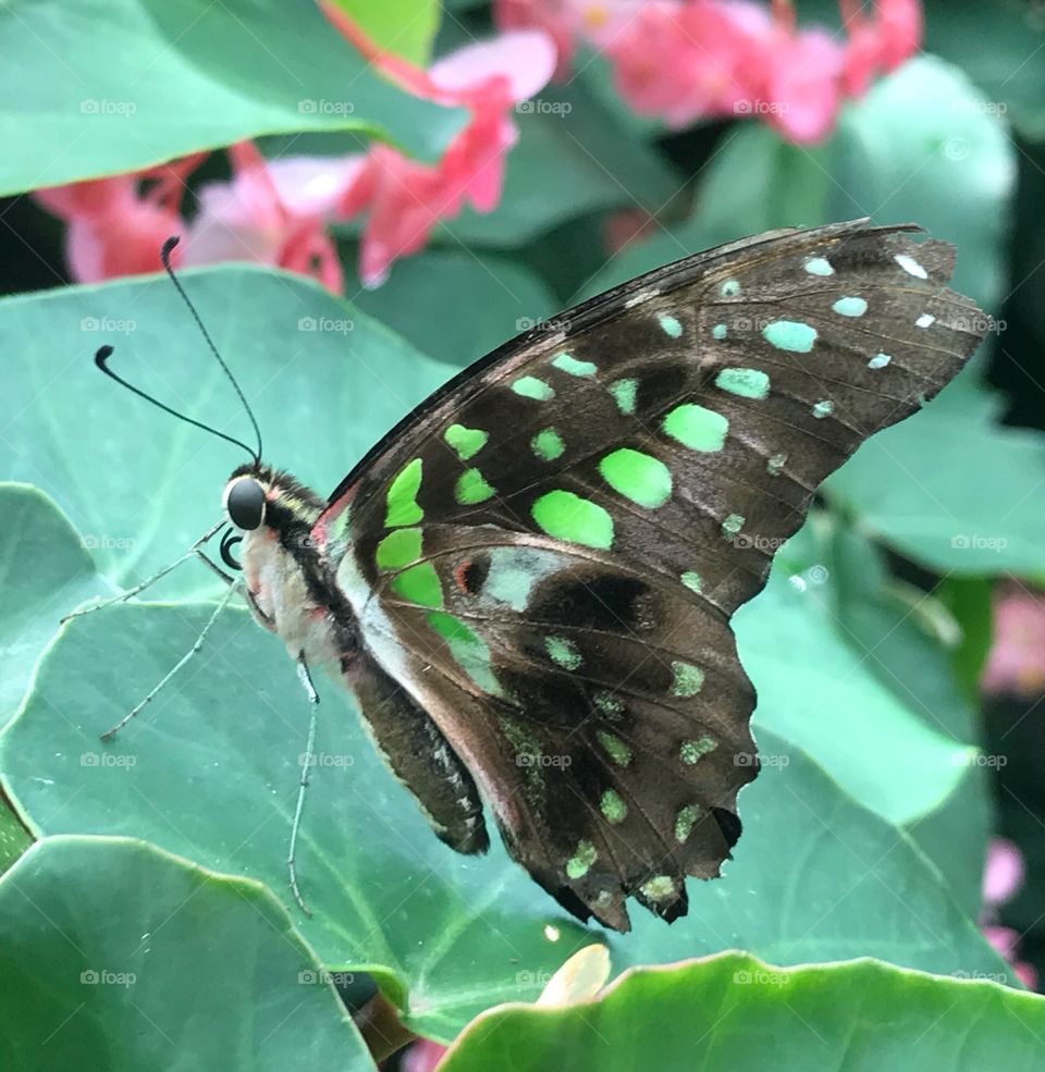 Butterfly flutter lands on a leaf. Pretty brighter green and black compliments the background. 