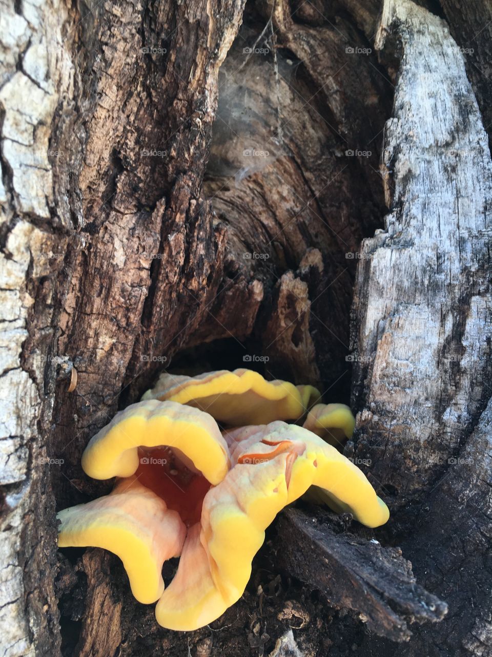 Tree fungus 