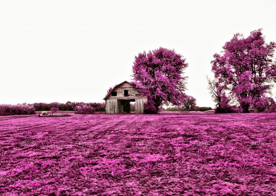 violet field and rustic barn