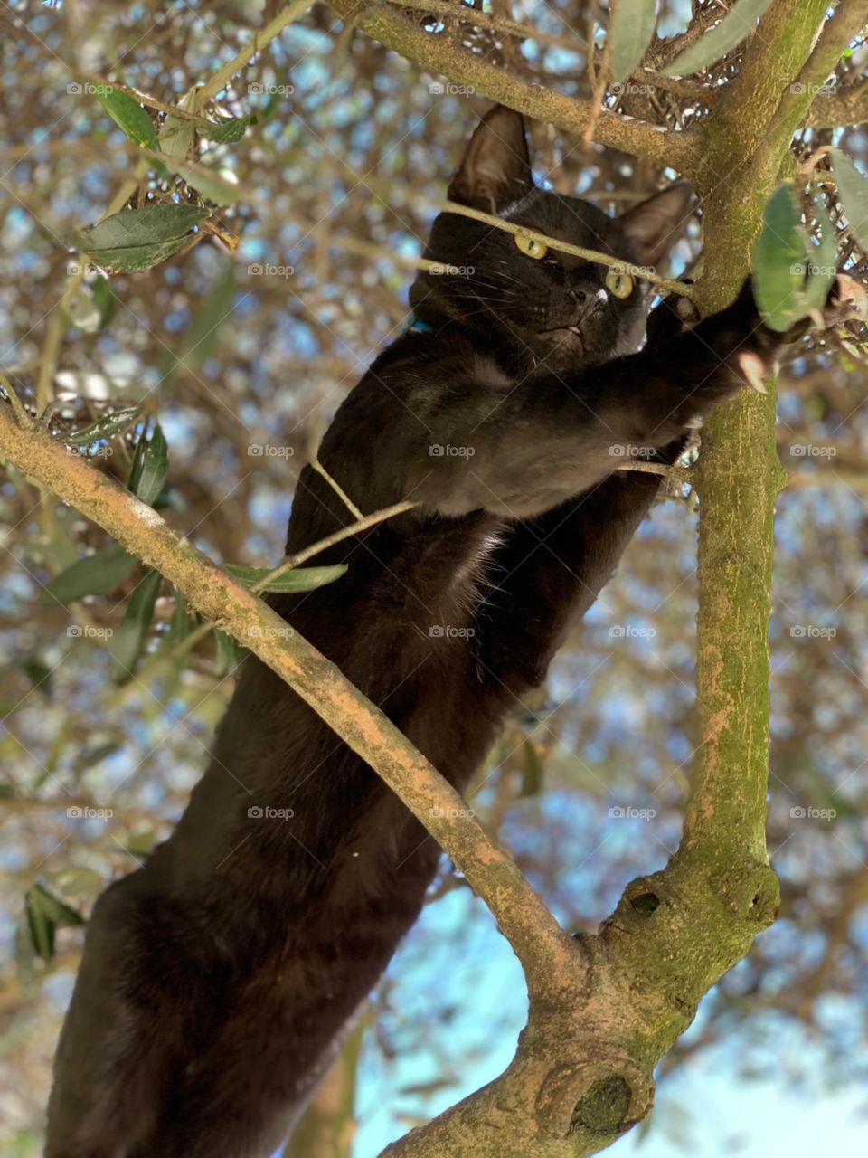 Pampa, gatito ojos verdes brillantes, naturaleza, trepando un árbol, juegos y diversión en la naturaleza. primavera.