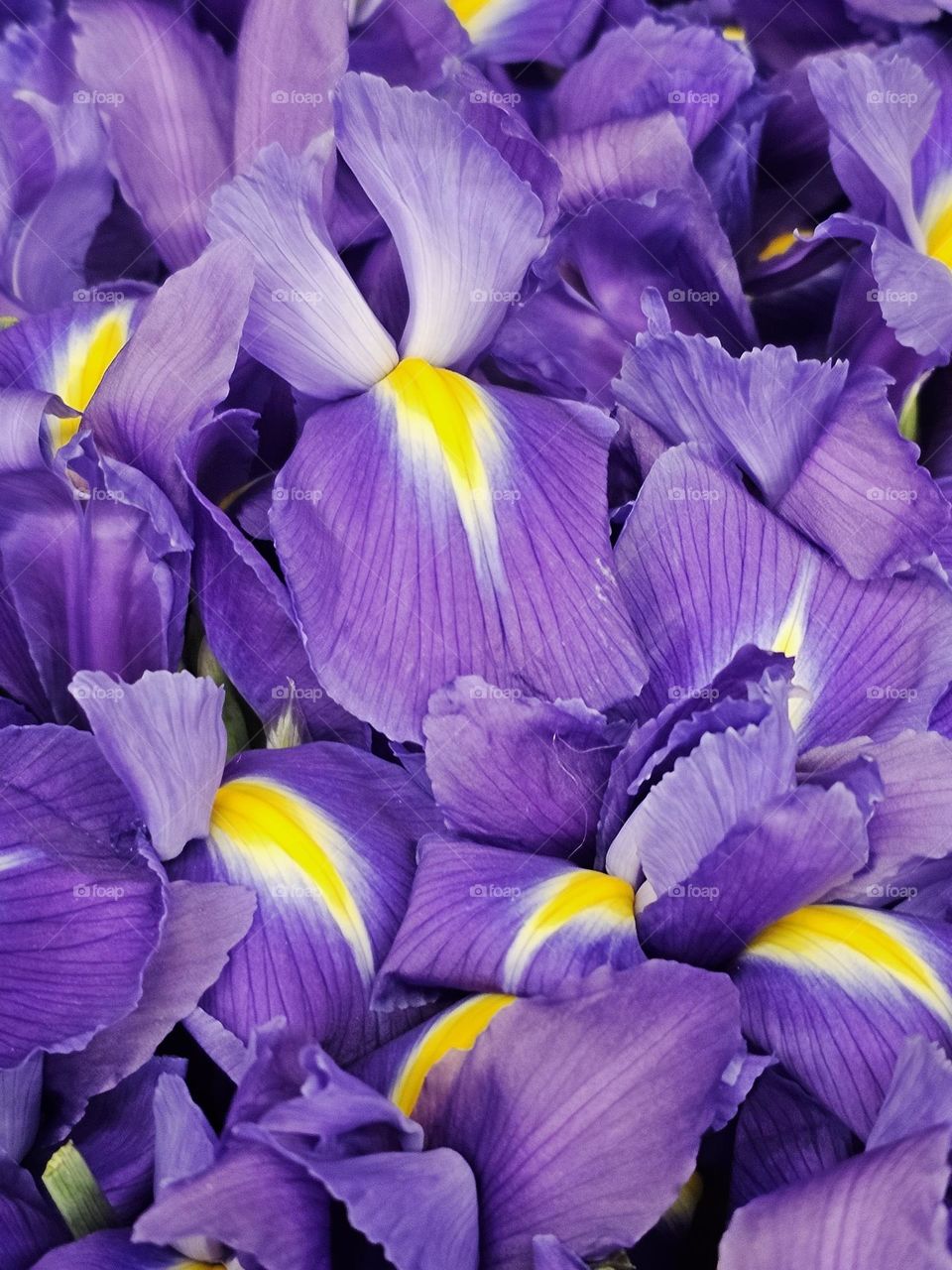 The Explosion of Violet