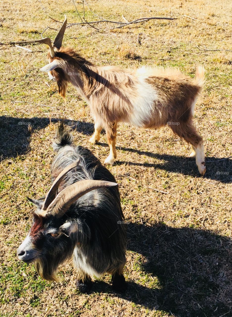 Goats. 