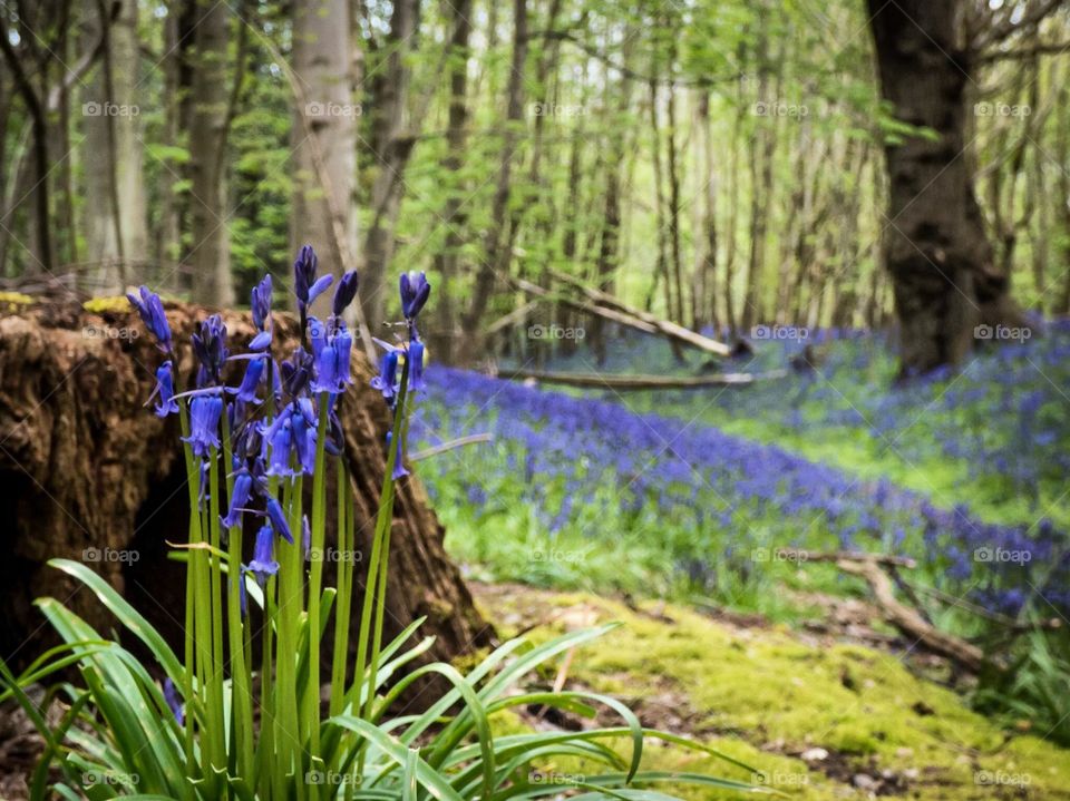 Bluebells in a woodland by tree trunk