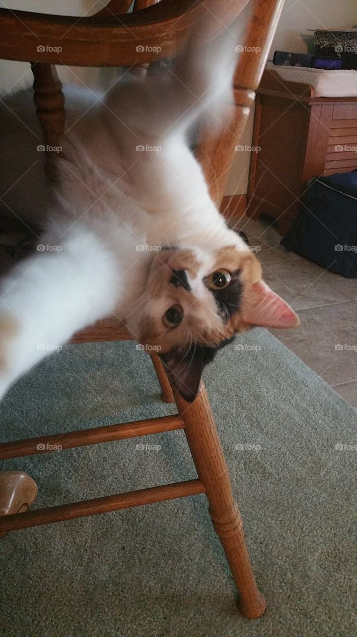 Kitty attack!