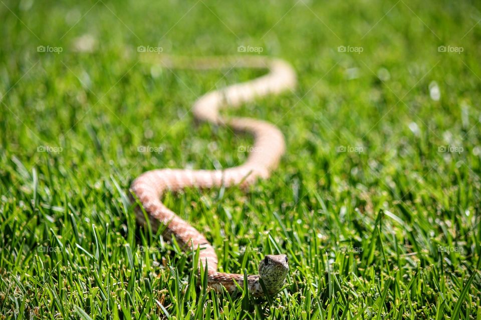 Snake in my yard