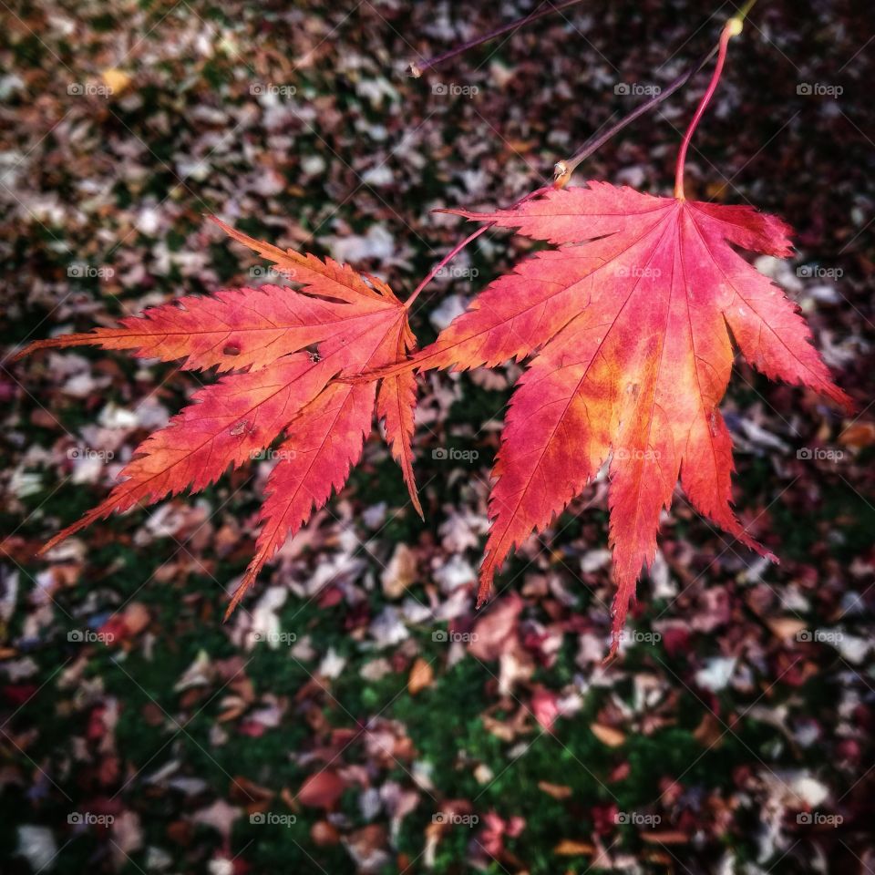 Duszniki Zdrój klon palmowy