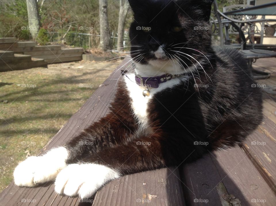 My black and white fluffy tuxedo cat.