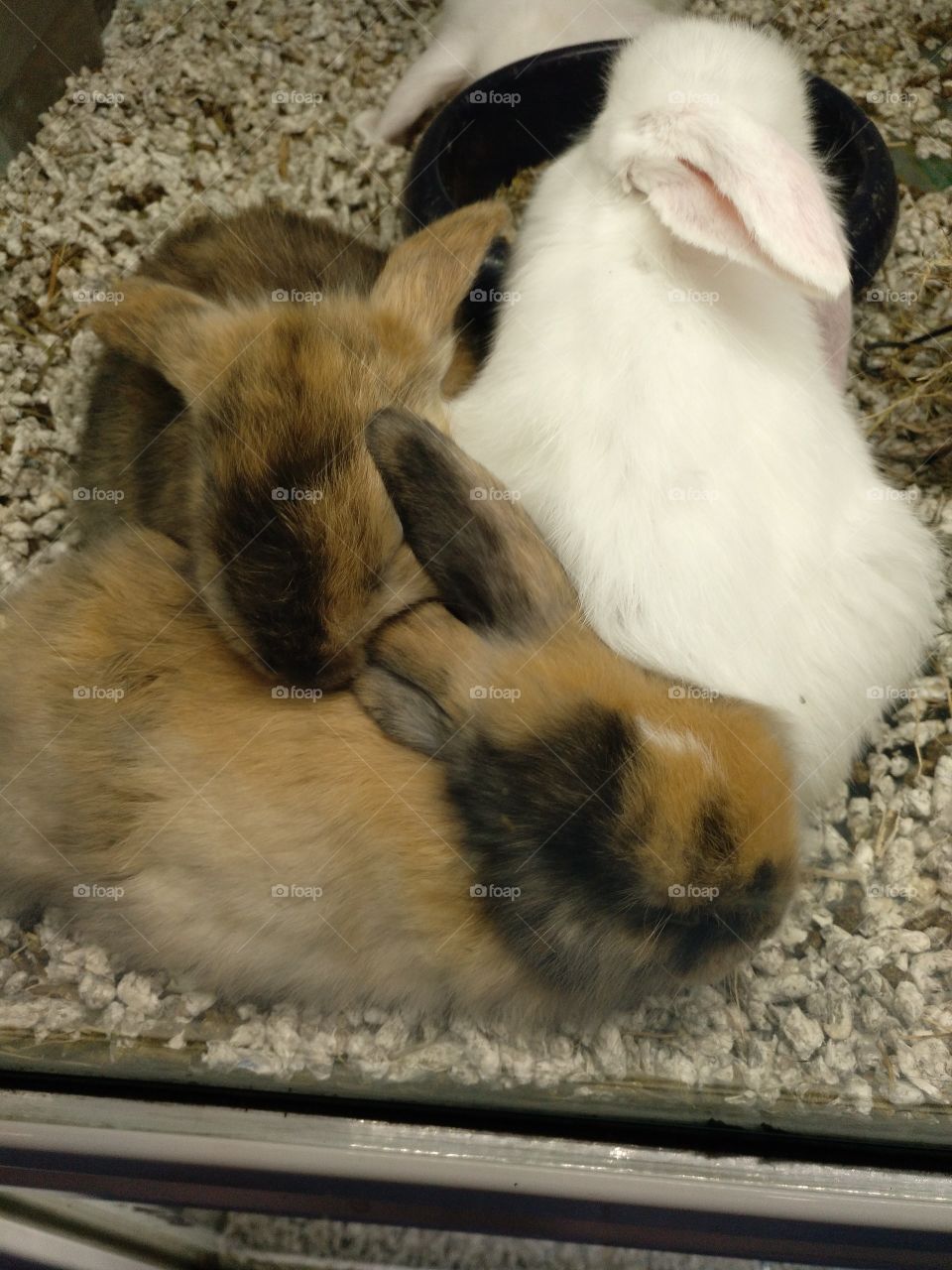 conejos en una tienda de mascotas durmiendo la siesta juntos en una cristalera muy bonito