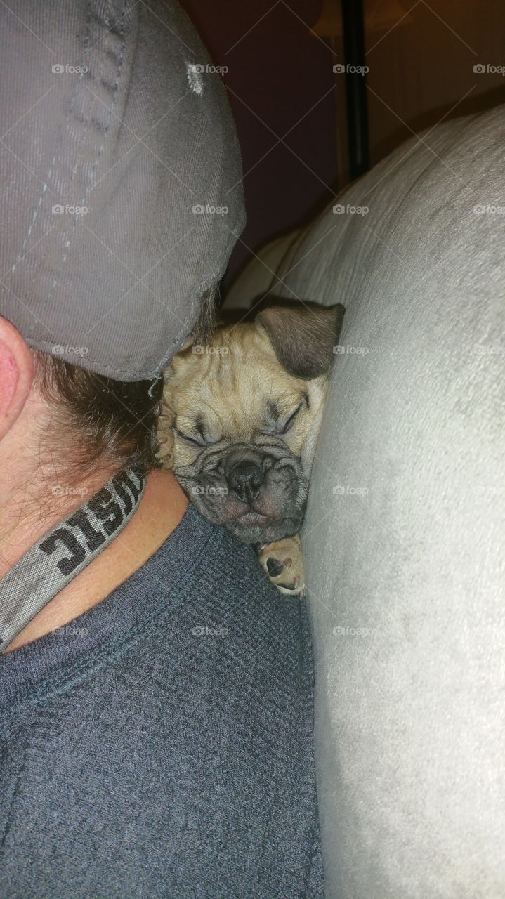 puppy sleeping on back on neck