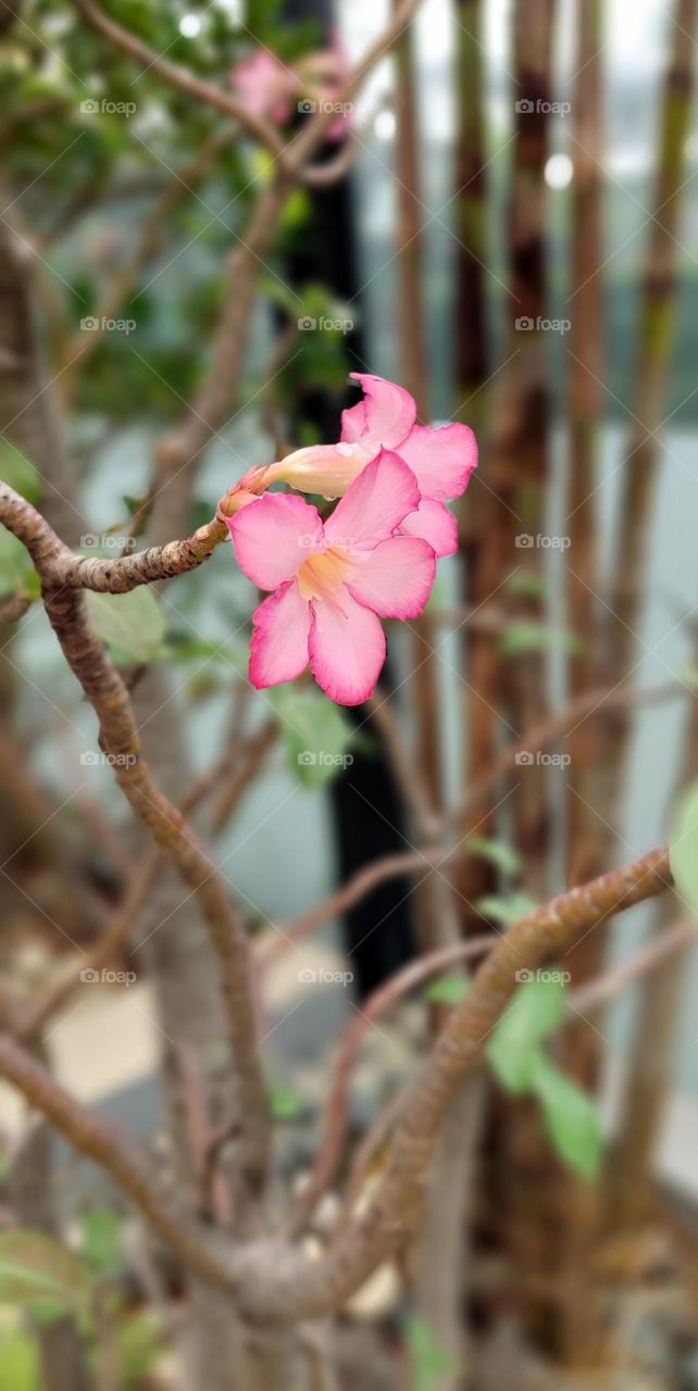 Adenium obesum