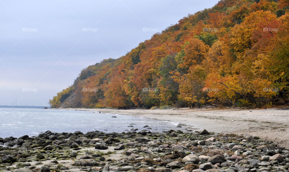 Forest on the cliff at the sea