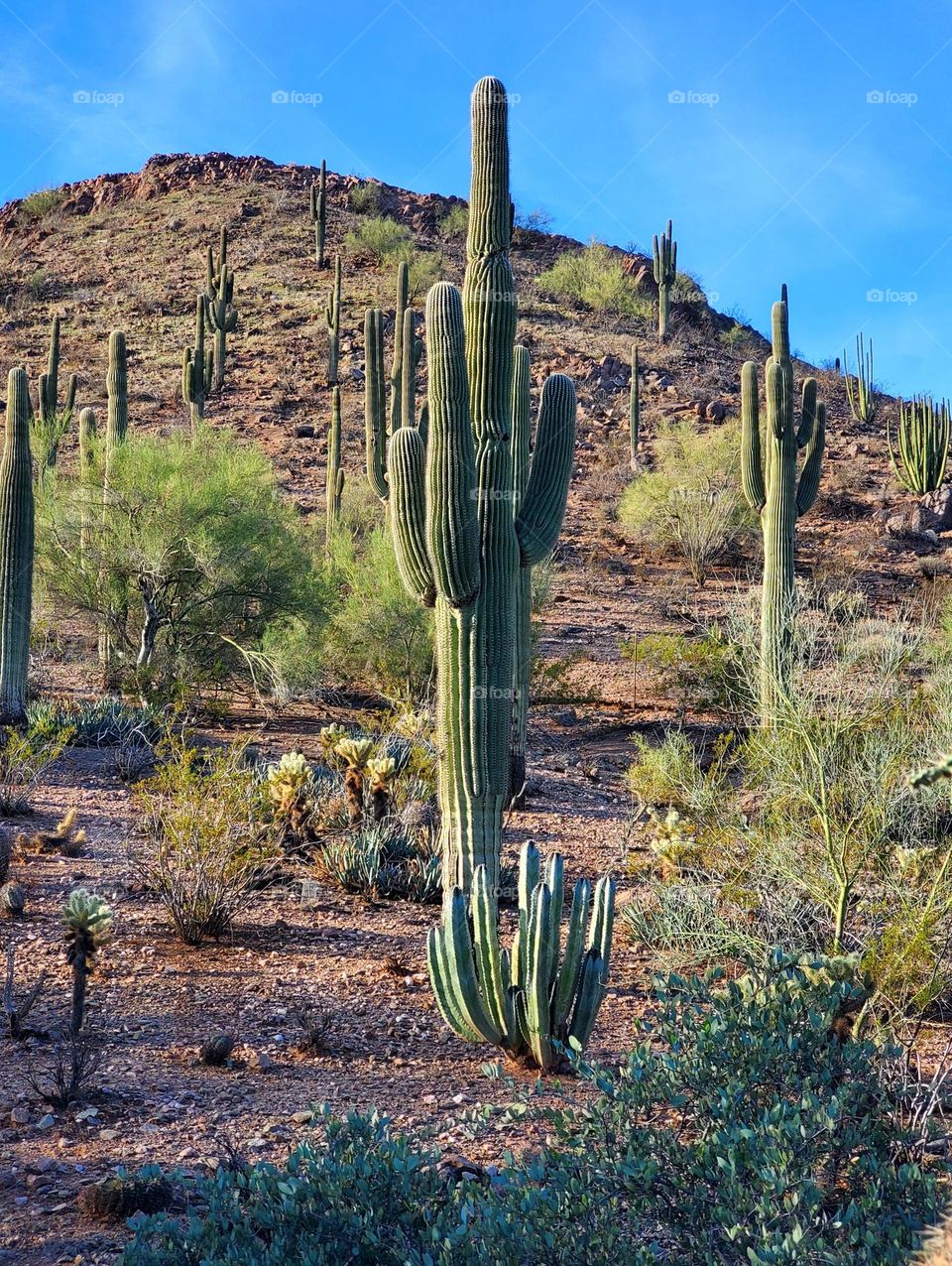 Saguaro Cactus in Arizona Desert