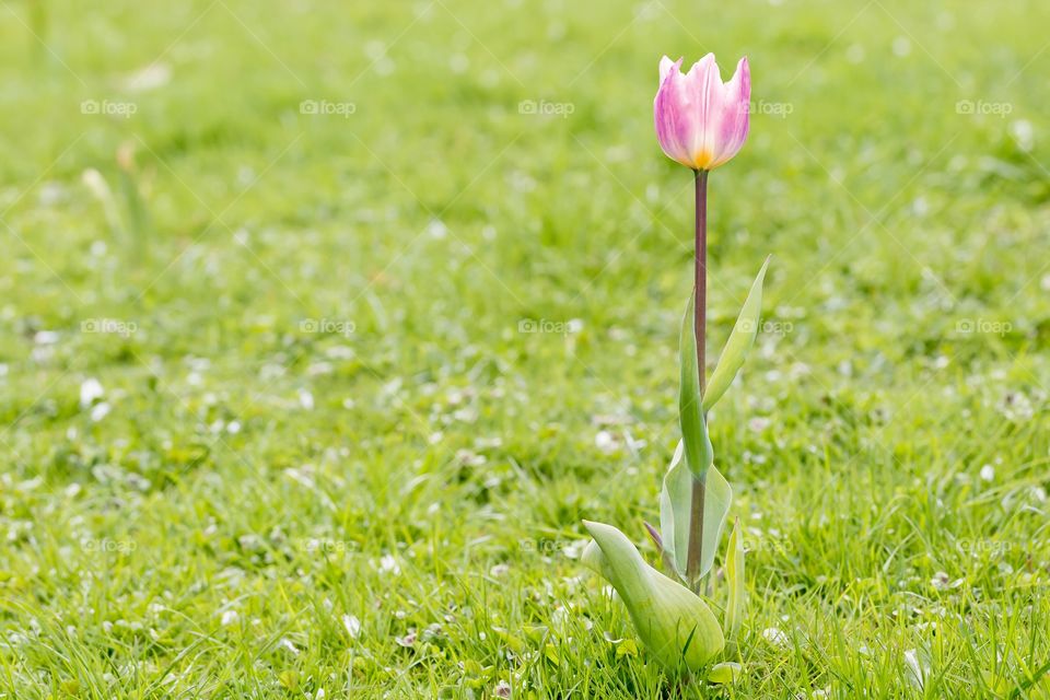One single pink blooming tulip flower in the green grass at spring 