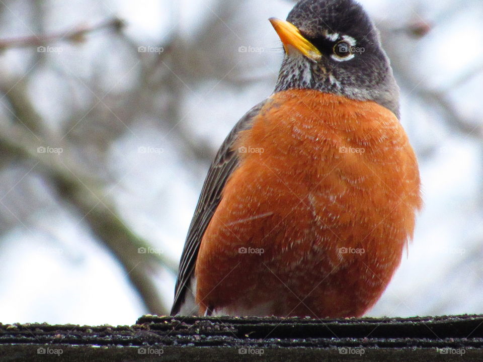 Robin resting in the cold