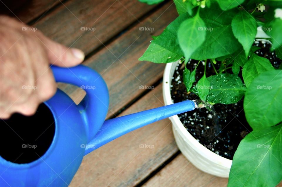 Tending my summer pots