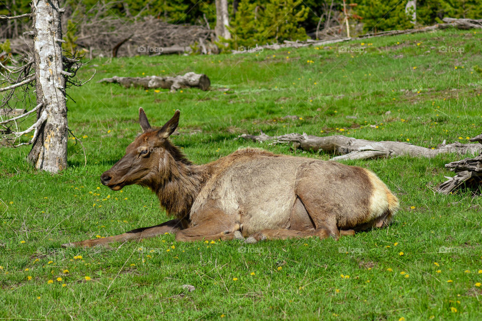 elk in a open field