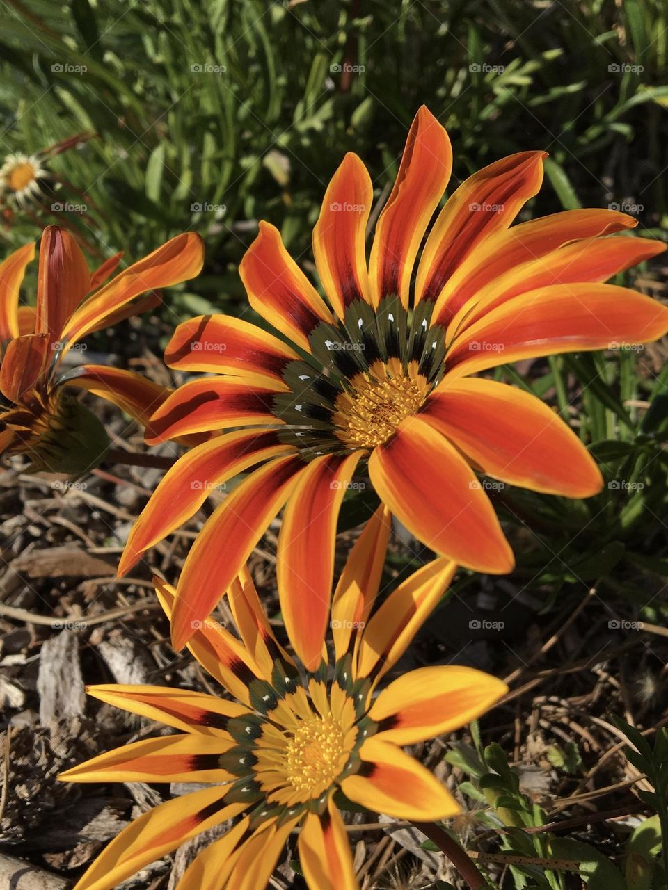Vibrant colors on flowers