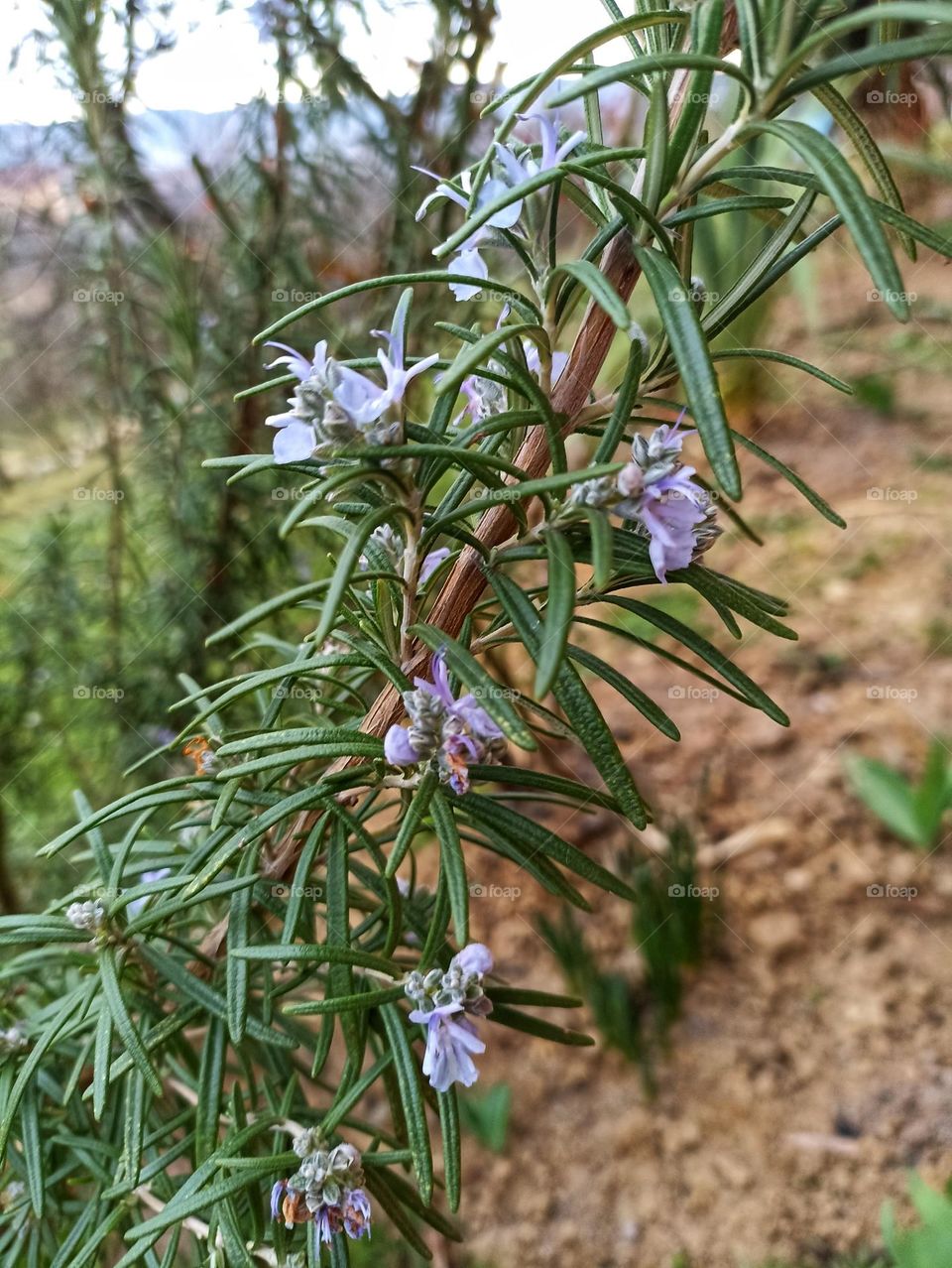 Rosemary