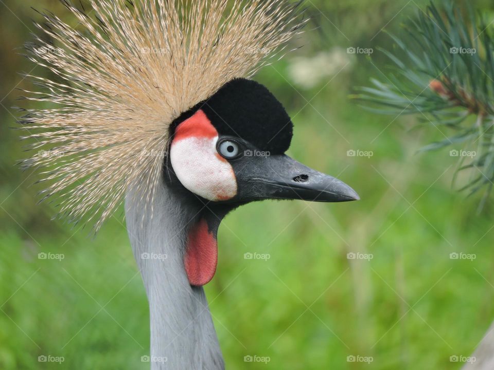 A close up of a crane