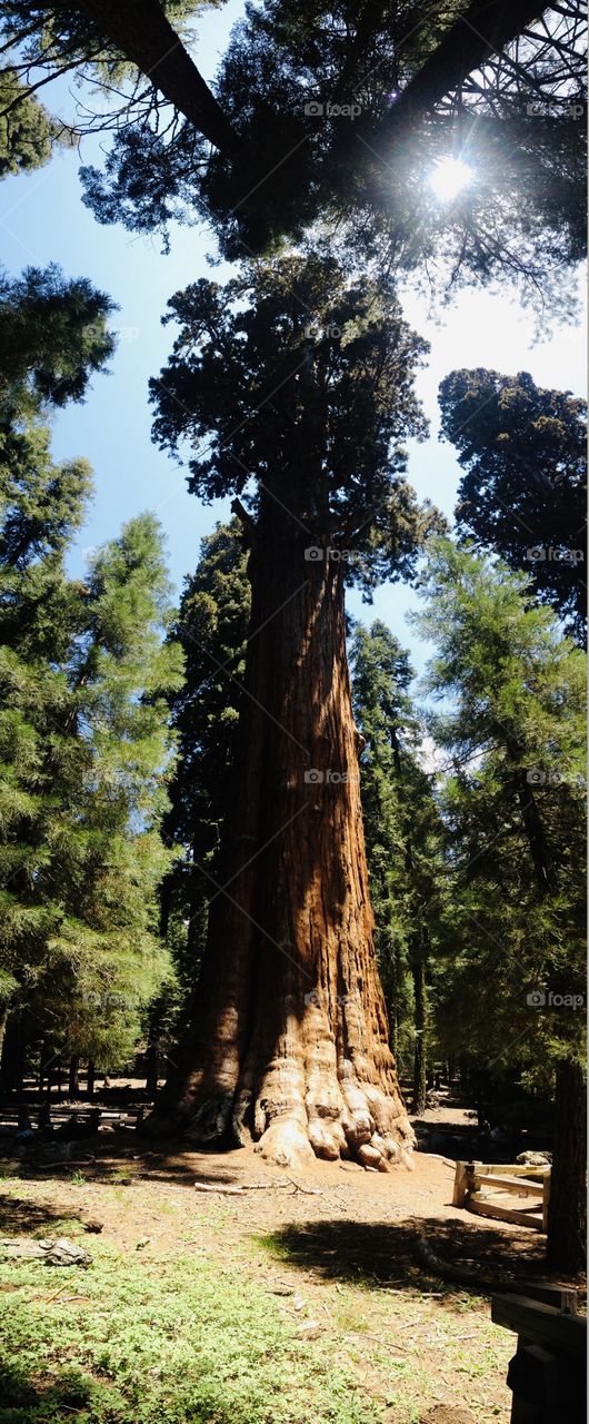 Gorgeous wooded area of various very tall trees in Sequoia National Park in California! 
