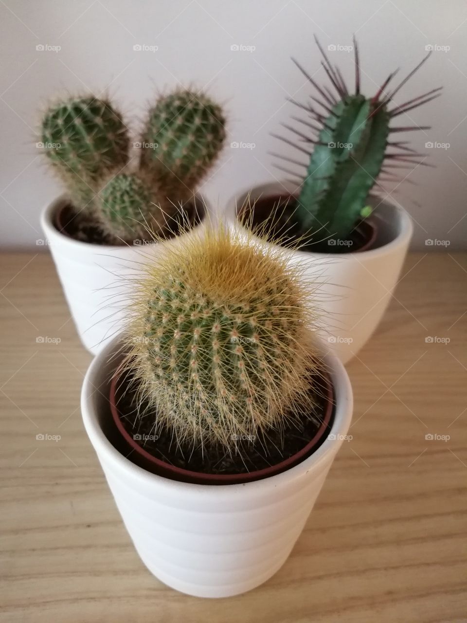 Cacti in white pot
