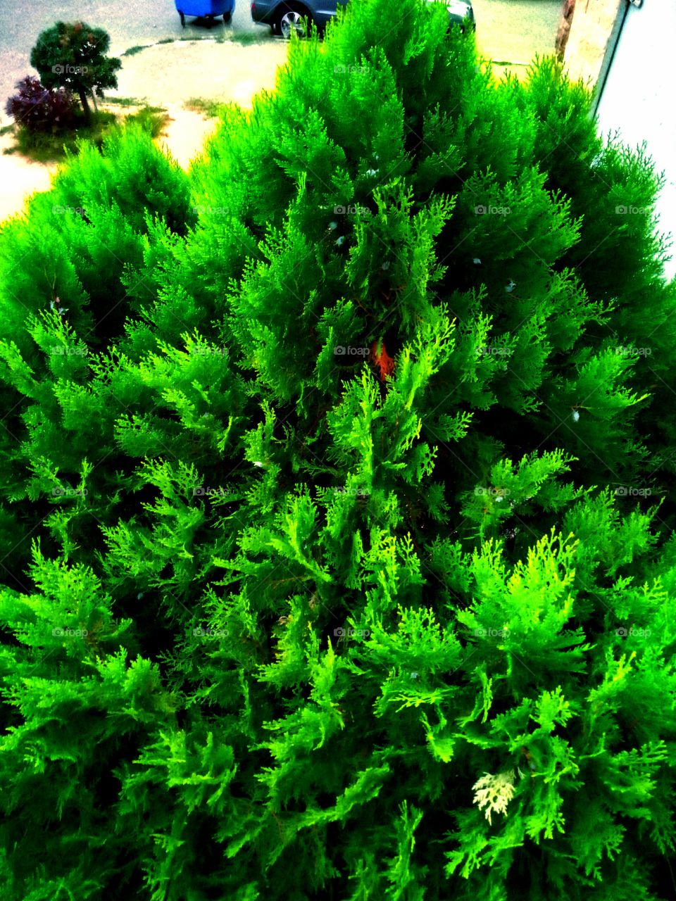 No Person, Leaf, Nature, Growth, Flora