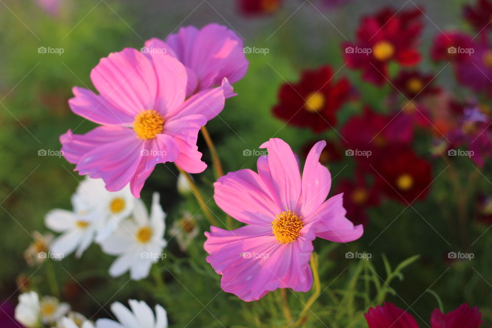 flower, Mexican Aster, Cosmos, Cosmea