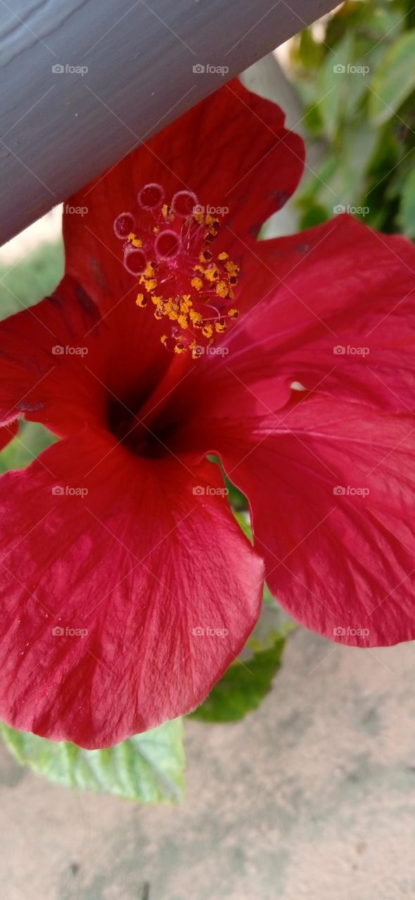 red flower , portrait of it