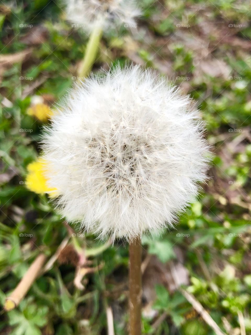 Spring time in Tennessee