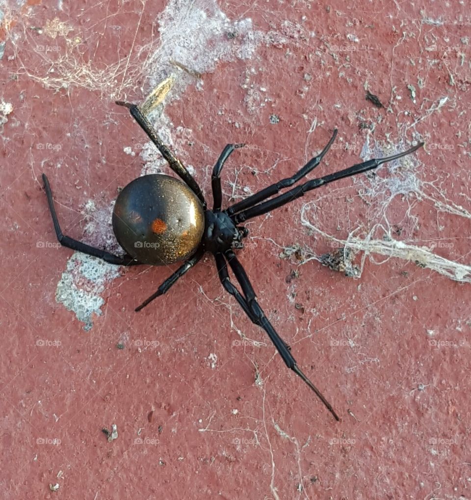black widow. female black widow spider