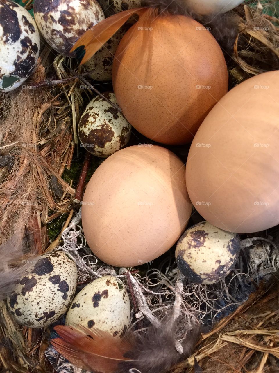 Quail and Chickeneggs for Easter, first signs for new life.