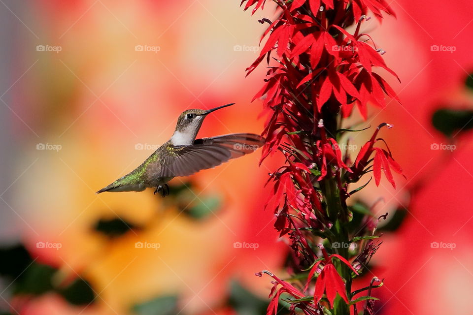 hummingbird  and cardinal flowers
