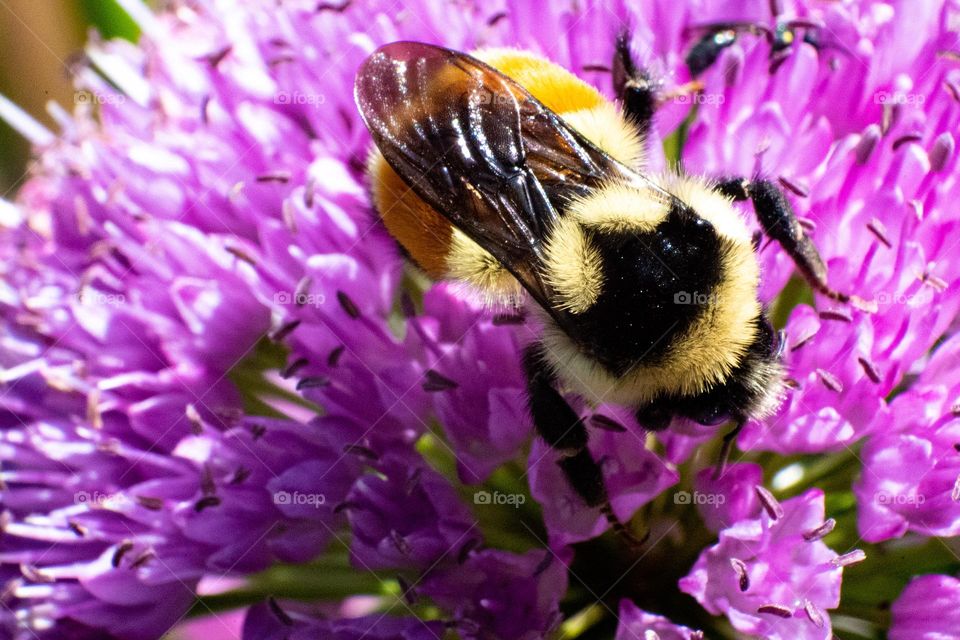 Purple and Yellow Color Combination. Isn’t it beautiful? Nature’s color are always the best.