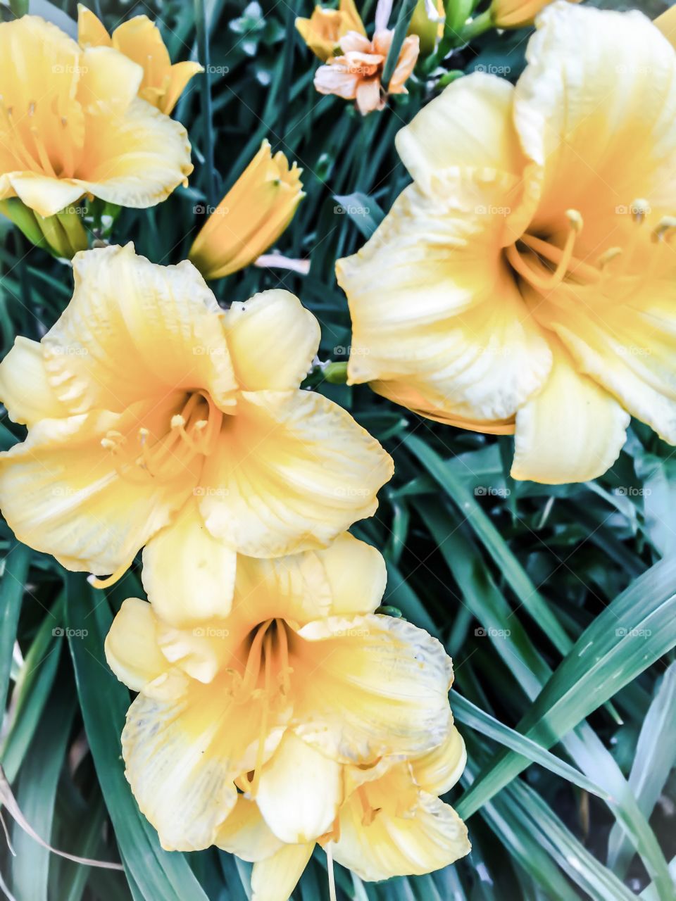 Where have all the flowers gone?