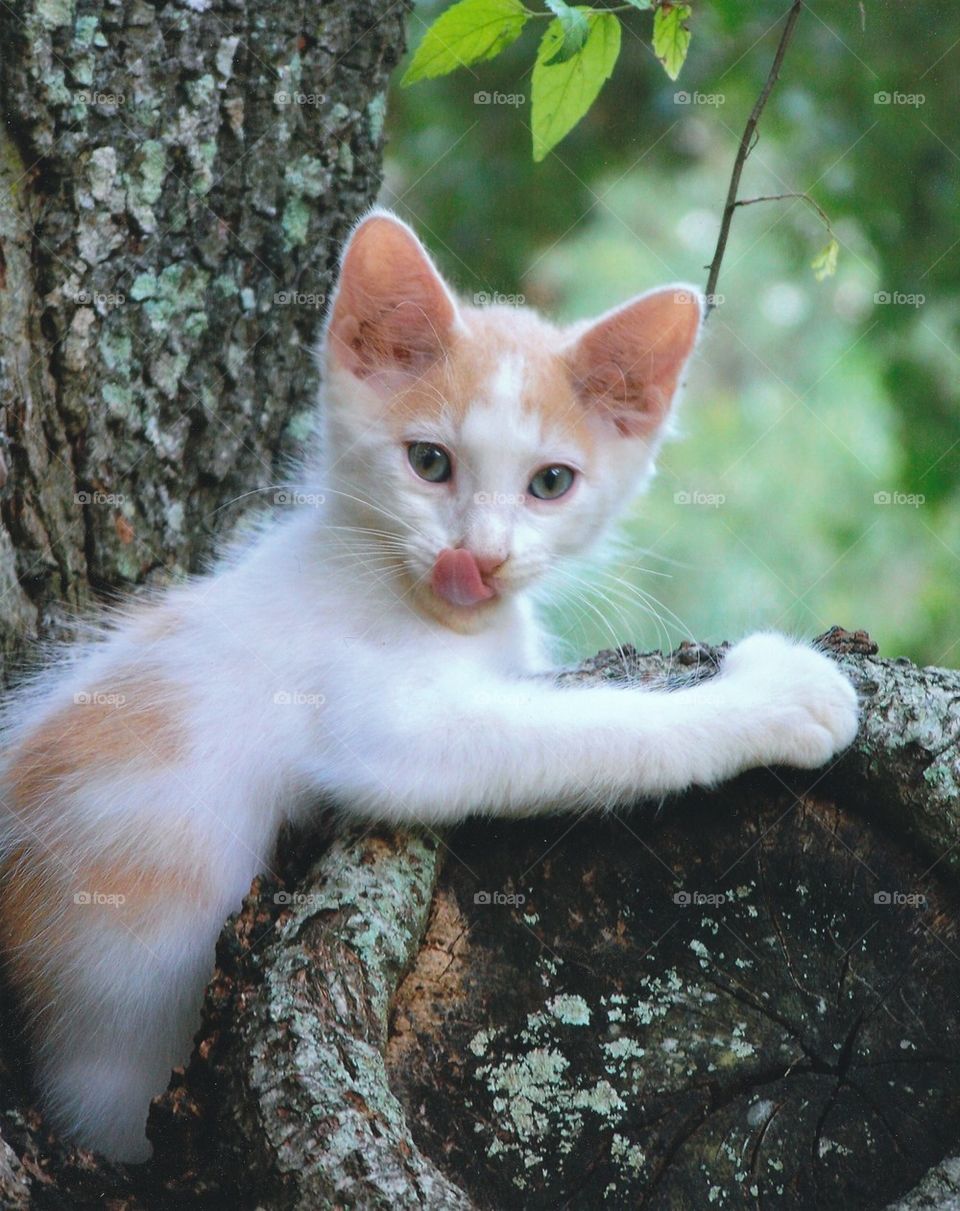 Kitty in a Tree