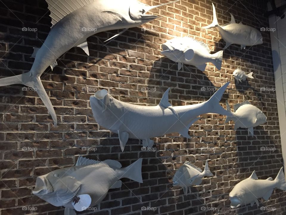 Fish wall art