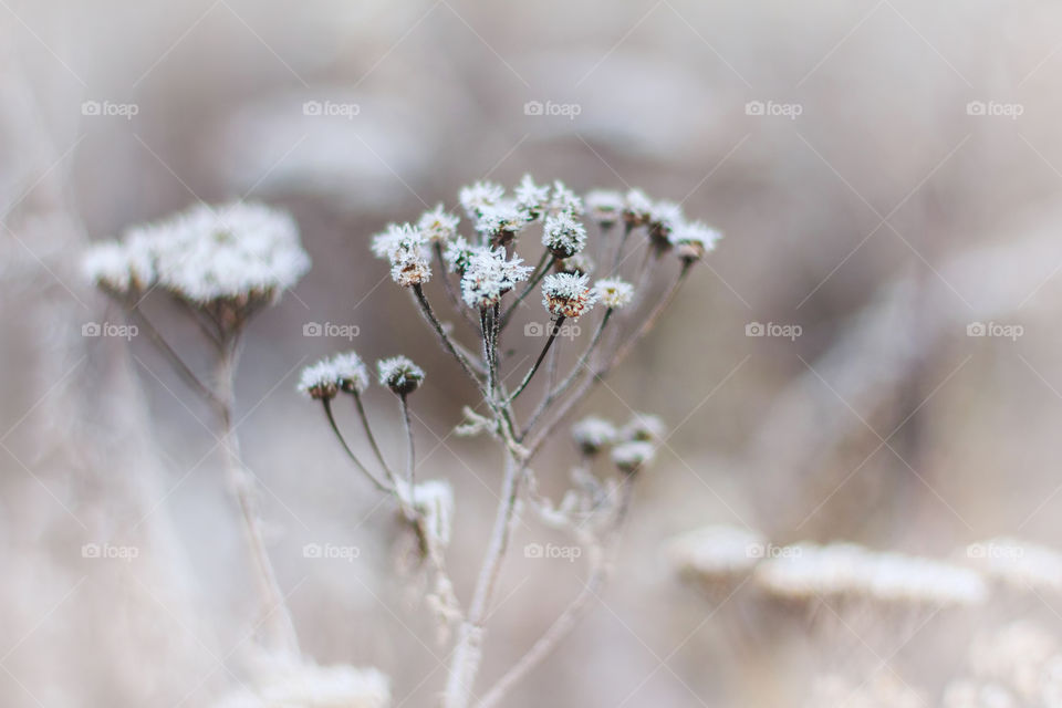 Snow covered plants. Hoarfrosted herbs