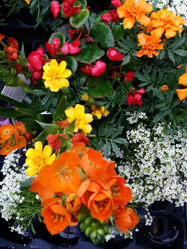 Beautiful Flowers
