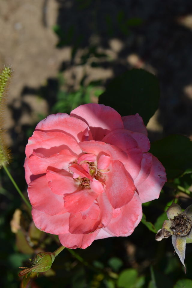 beautiful rose