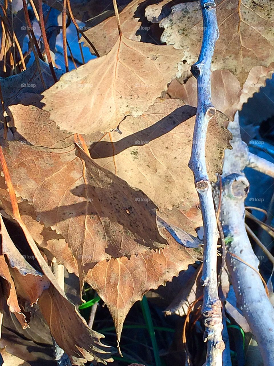 Evening Rays on a Poplar 