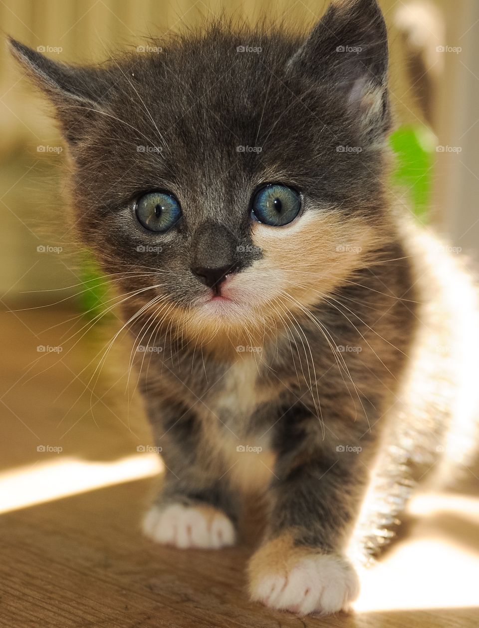 Portrait of kitten