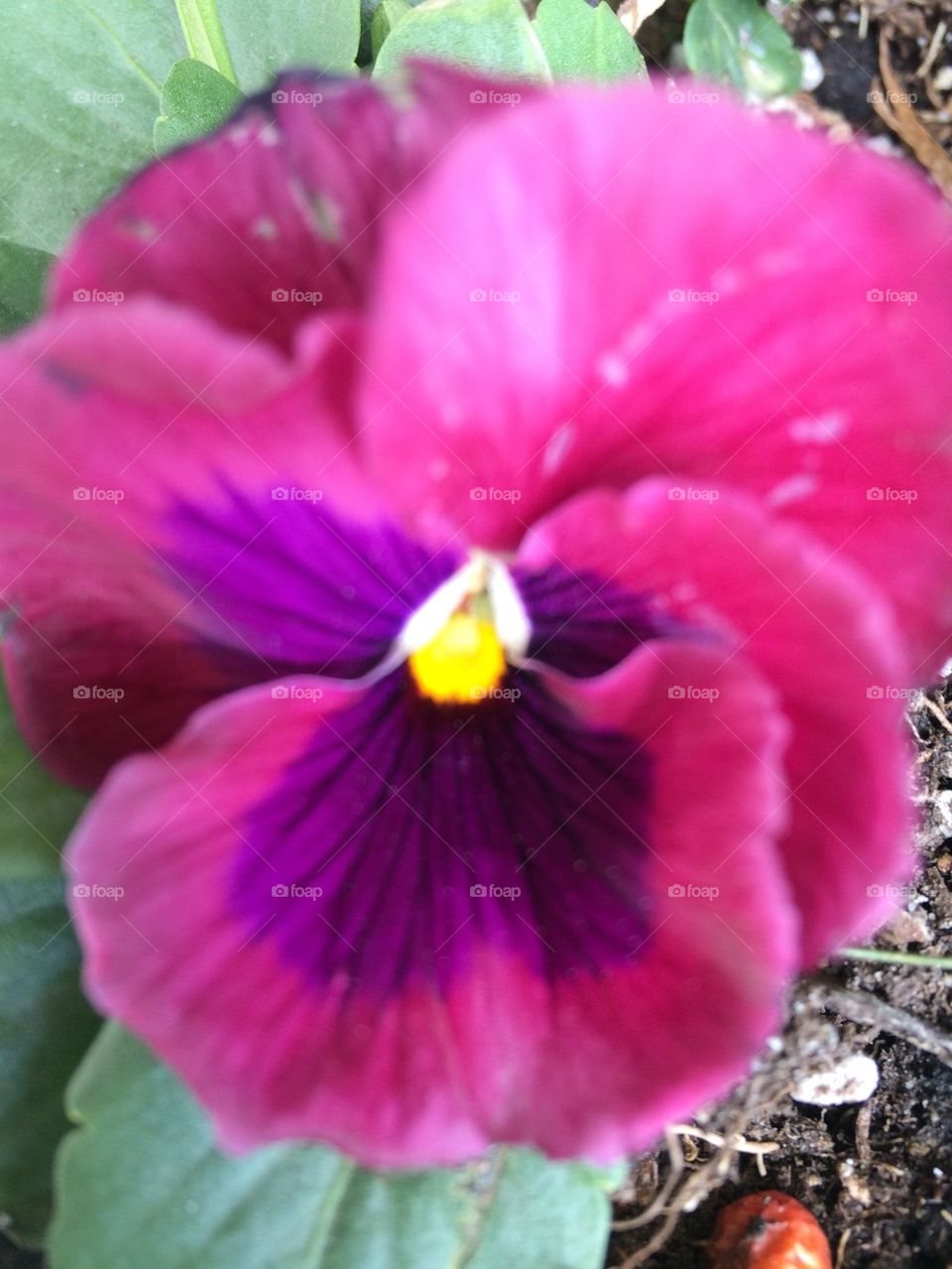 Pansy