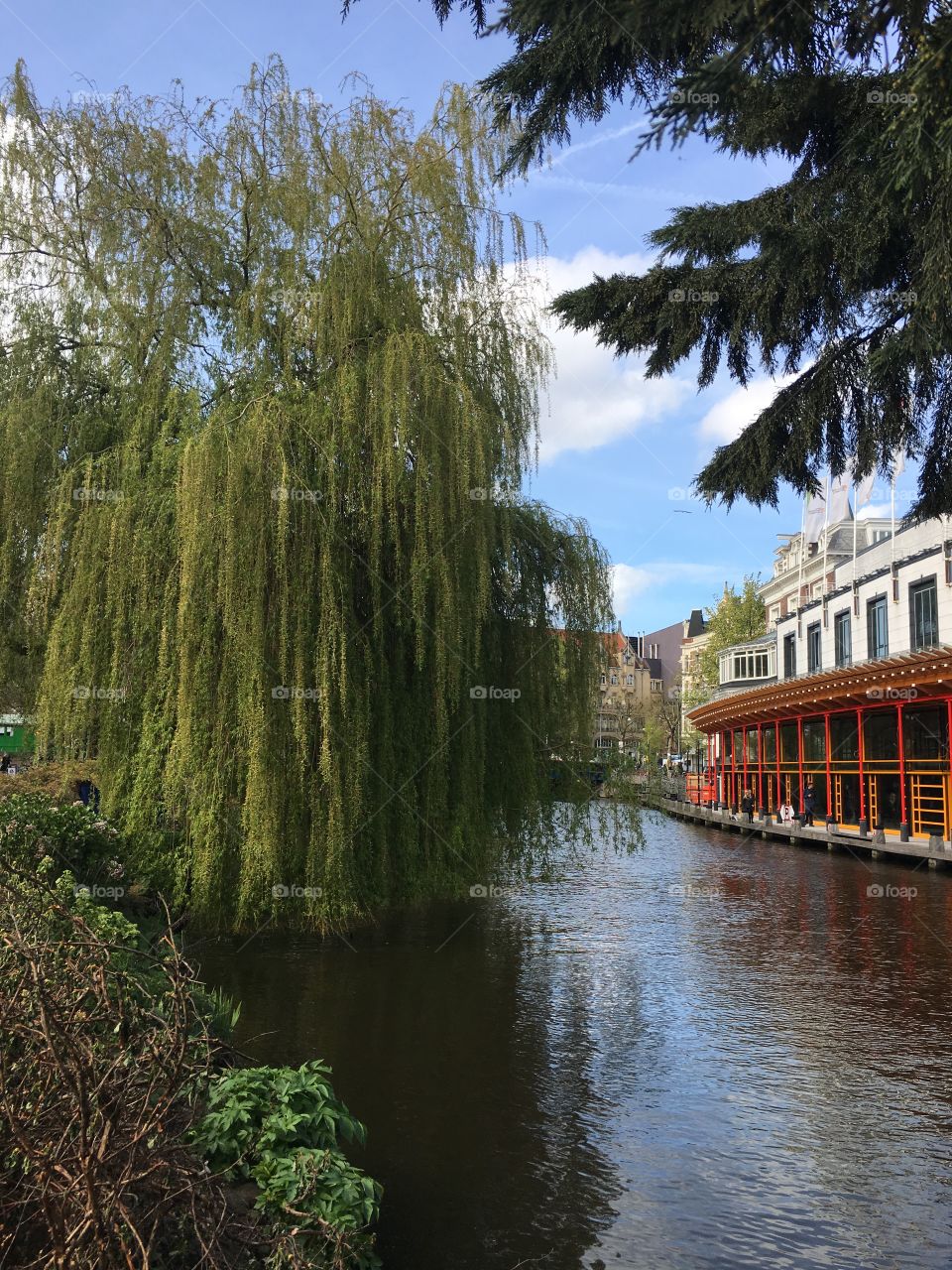 Weeping Willow in Amsterdam 