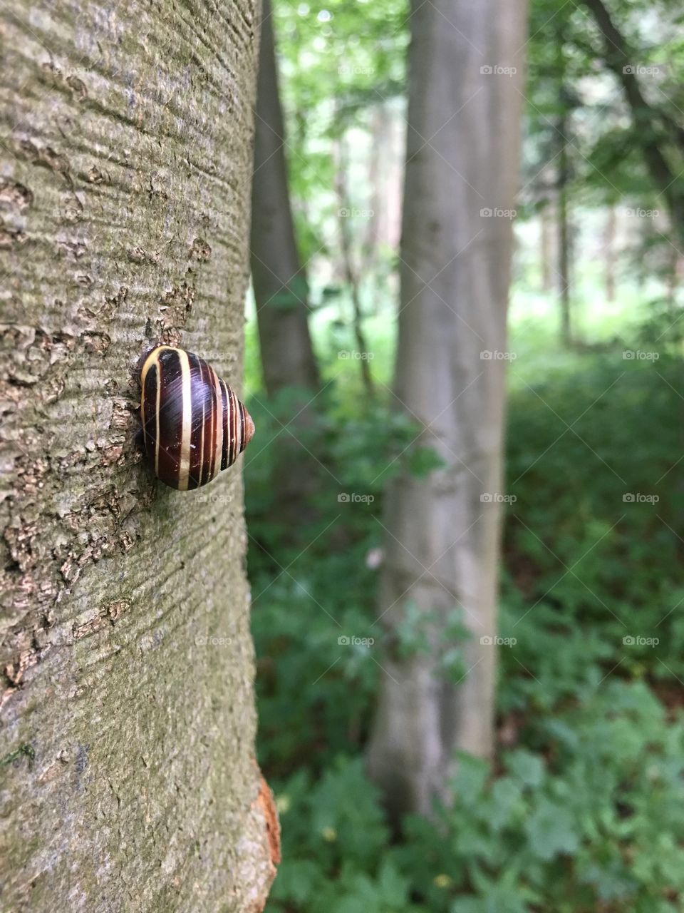 Small snail in front, large in back