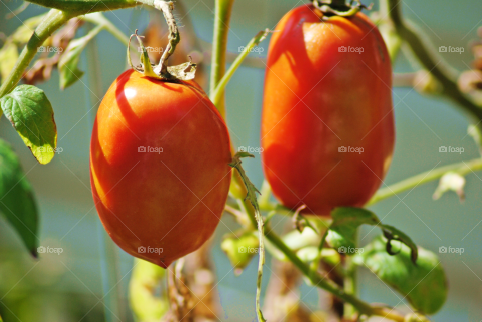 garden plants plant tomato by sher4492000